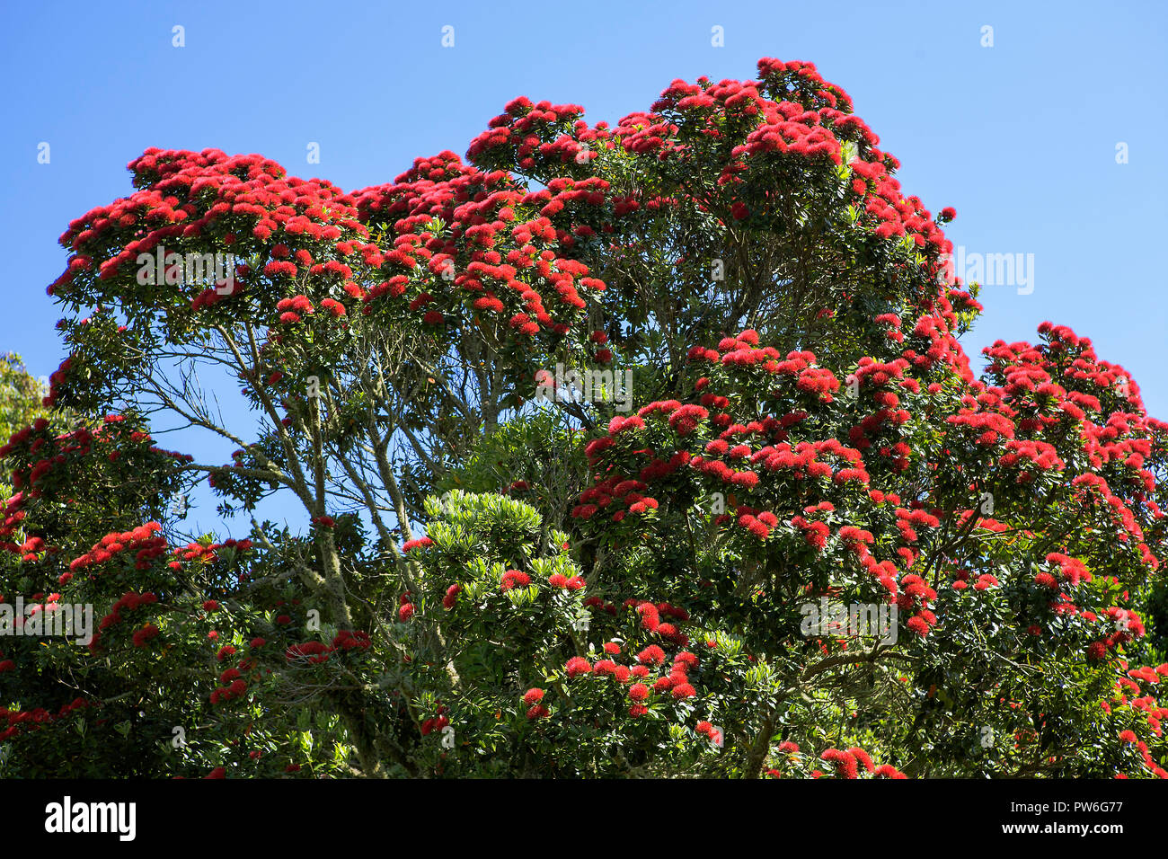 Nuova Zelanda albero di Natale (Metrosideros excelsa), Tresco Abbey giardino, Tresco, isole Scilly, REGNO UNITO Foto Stock