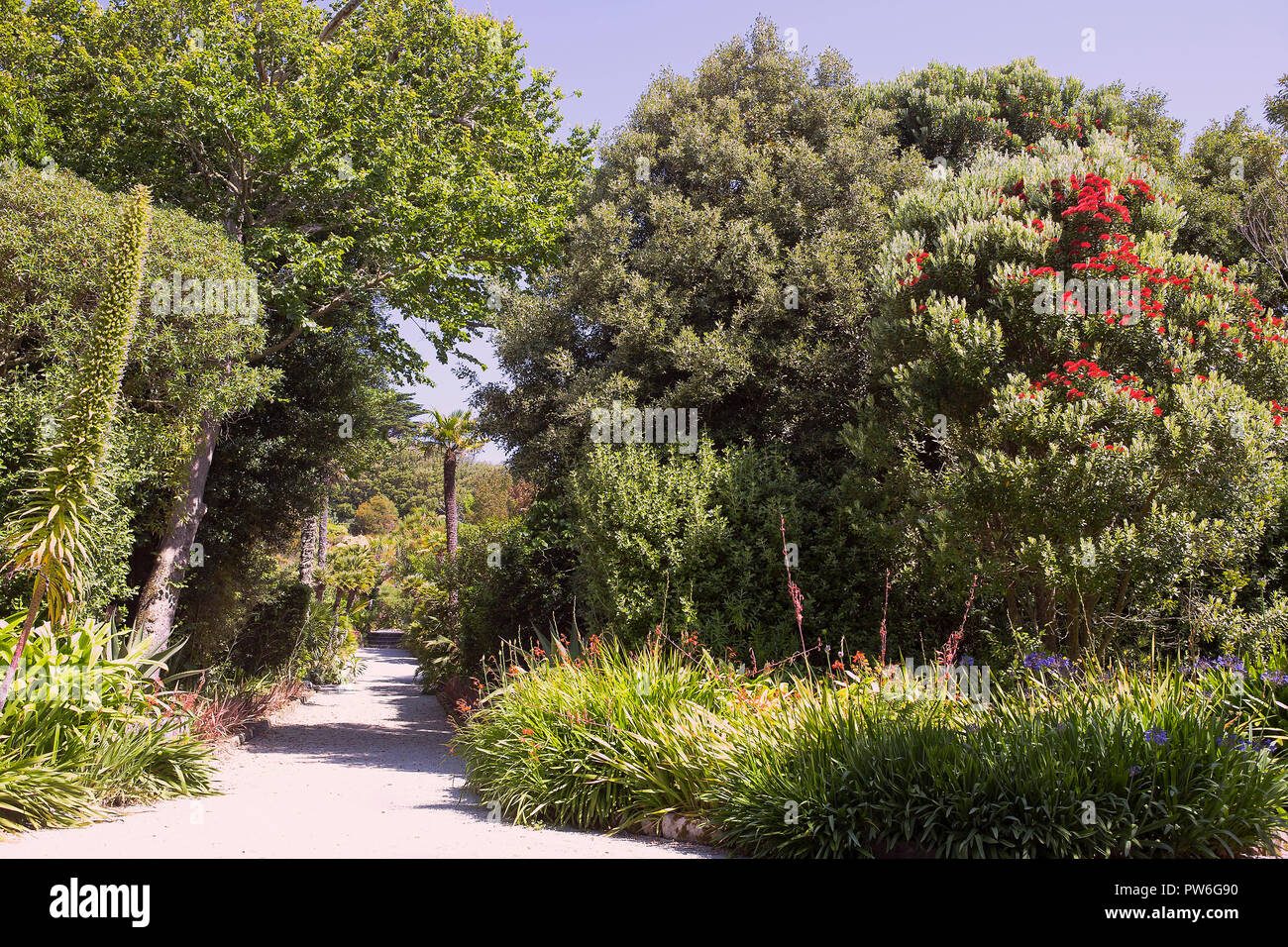 Tresco Abbey giardino, Tresco, isole Scilly,UK Foto Stock