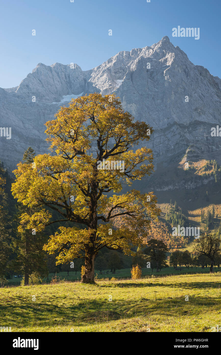 Autunno aceri dorati sul Ahornboden di grandi dimensioni nella parte anteriore del nord della parete di roccia del Spritzkarspitze in montagne Karwendel, Tirolo, Austria Foto Stock