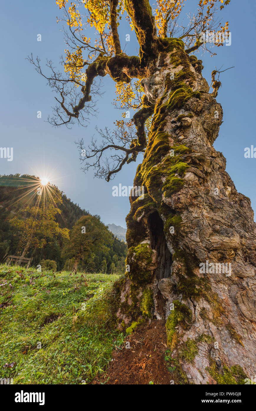 Moss sulla corteccia del tronco di un vecchio acero di montagna con Golden Autumn Leaves sul Ahornboden in montagne Karwendel retroilluminati da Sun Foto Stock