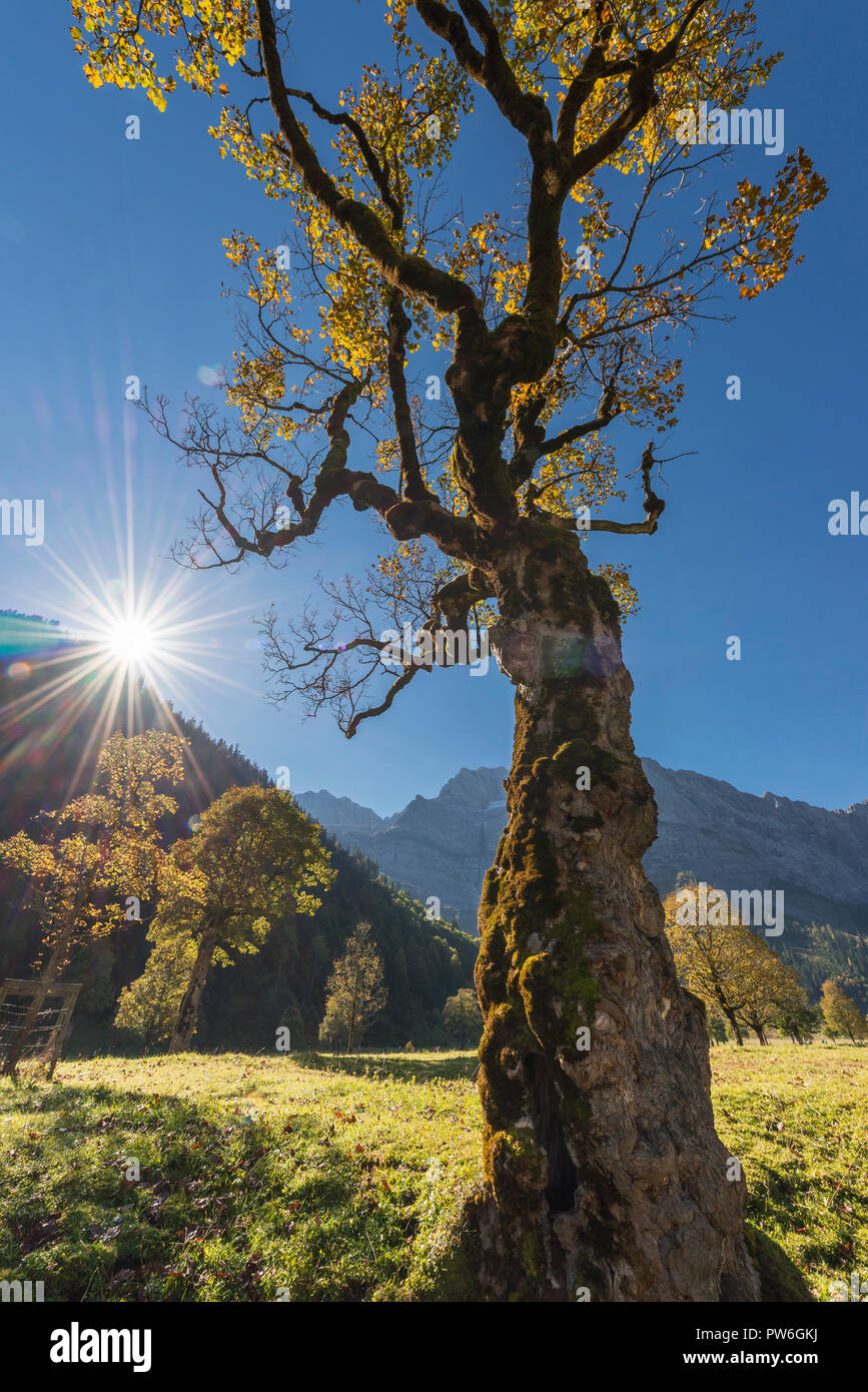Moss sulla corteccia del tronco di un vecchio acero di montagna con Golden Autumn Leaves sul Ahornboden in montagne Karwendel retroilluminati da Sun Foto Stock