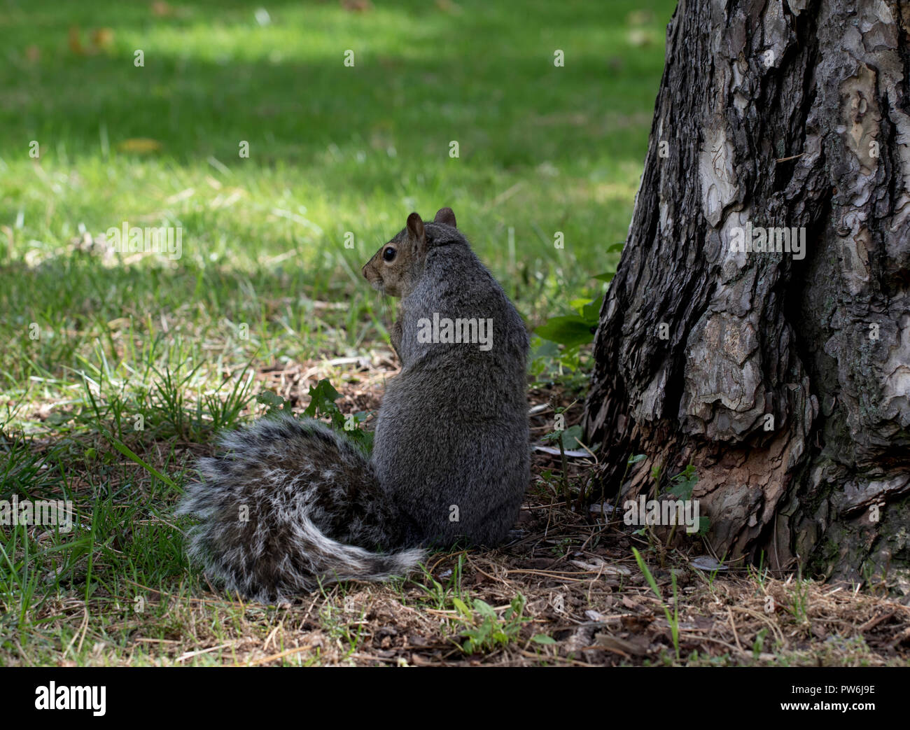 Carino scoiattolo grigio seduto da un albero nella foresta. Foto Stock