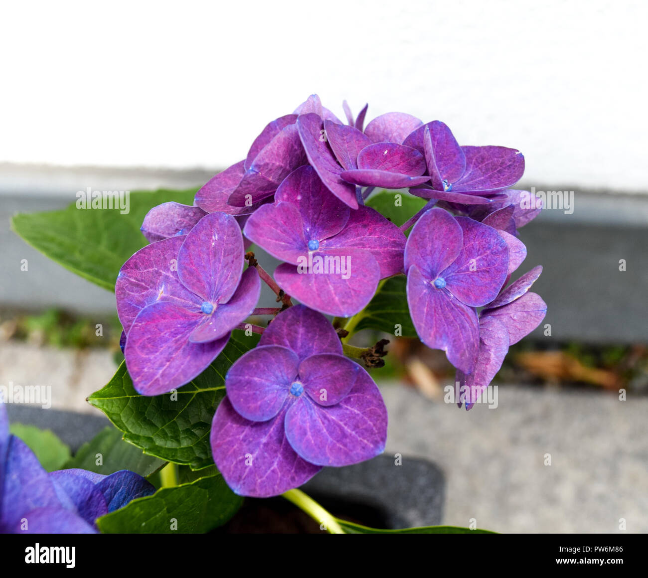 Ortensia, Viola fiore blu fiore Foto Stock