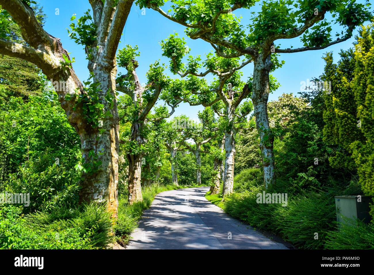 Isola di Mainau vista attraverso gli alberi, cielo blu, il bellissimo parco Foto Stock
