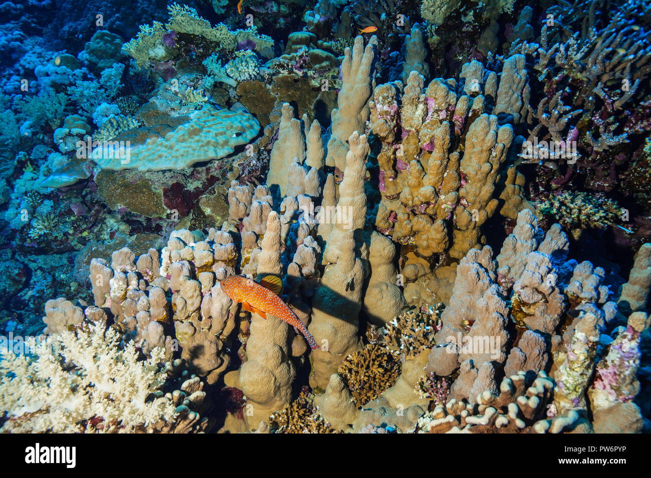 Hard Coral Reef nel Mar Rosso in Egitto Foto Stock