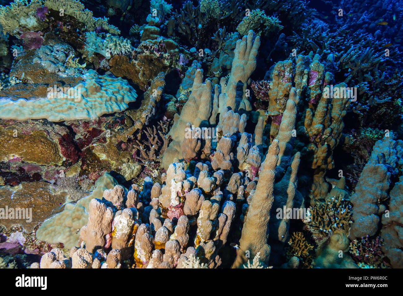 Hard Coral Reef nel Mar Rosso in Egitto Foto Stock