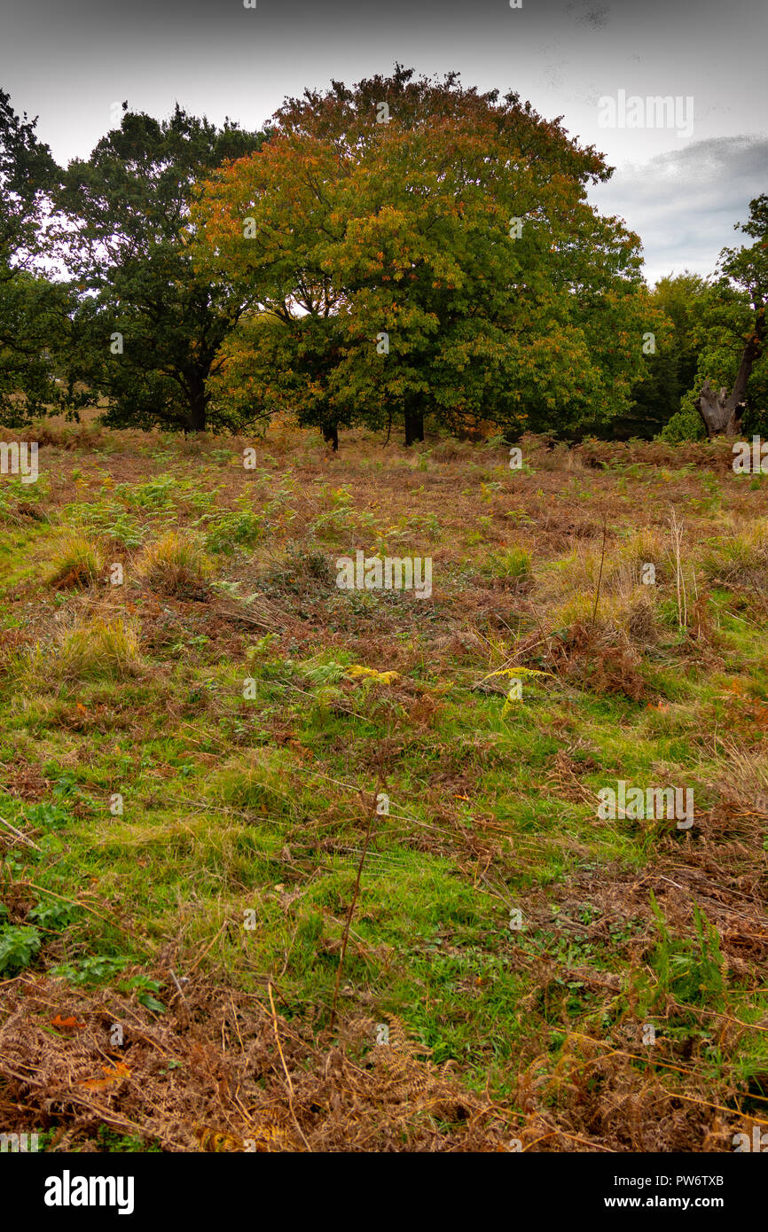 Autunno in Richmond Park, Londra Foto Stock