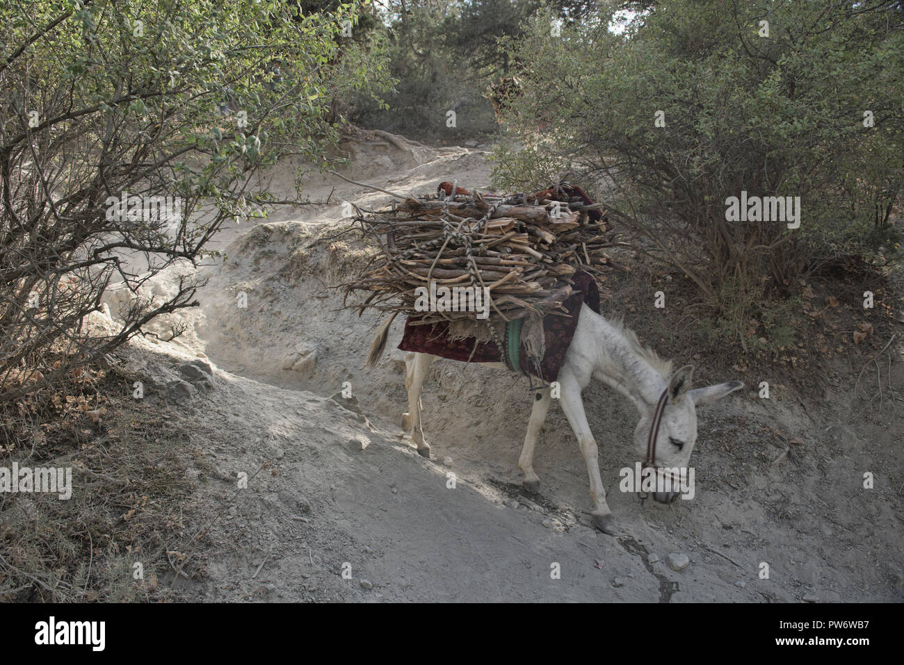 Asino che trasportano legna da ardere in Fann montagne, Tagikistan. Foto Stock