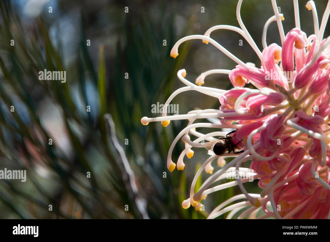 Bluff Knoll Australia, rosa & panna nativi australiani grevillea fiore con bee Foto Stock