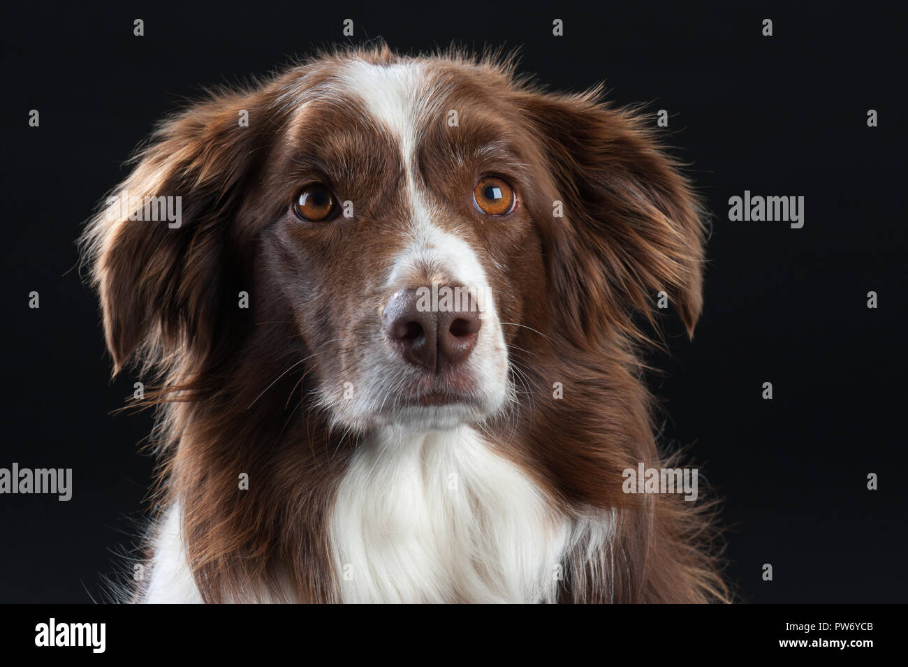 Razza trasversale Studio Ritratto di cane con sfondo nero Foto Stock