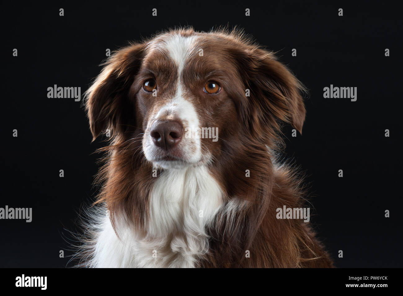 Razza trasversale Studio Ritratto di cane con sfondo nero Foto Stock