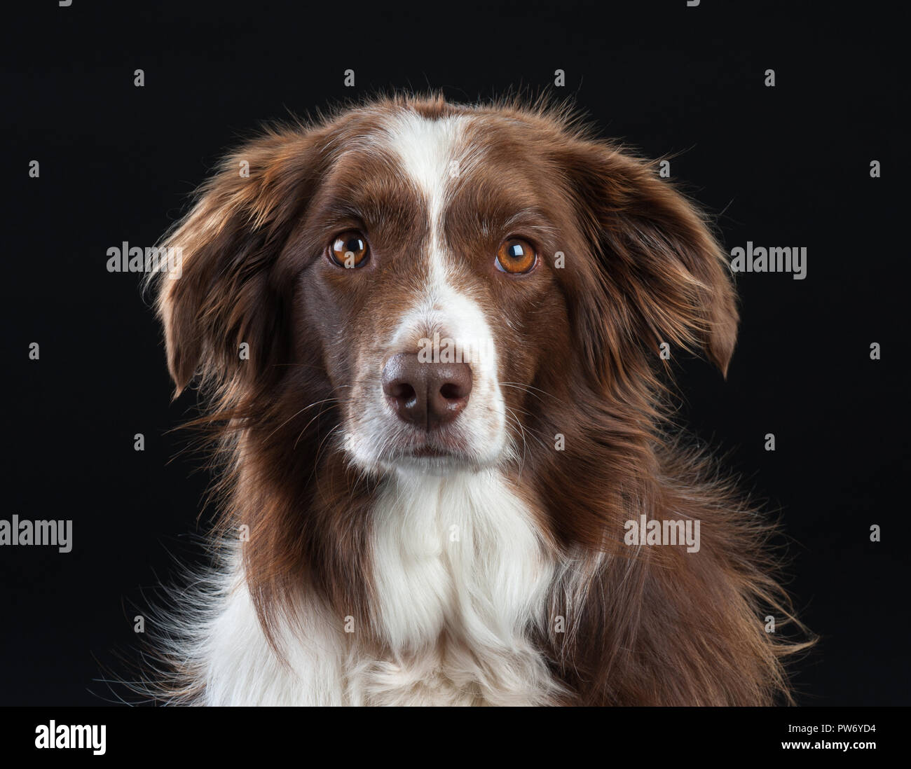 Razza trasversale Studio Ritratto di cane con sfondo nero Foto Stock