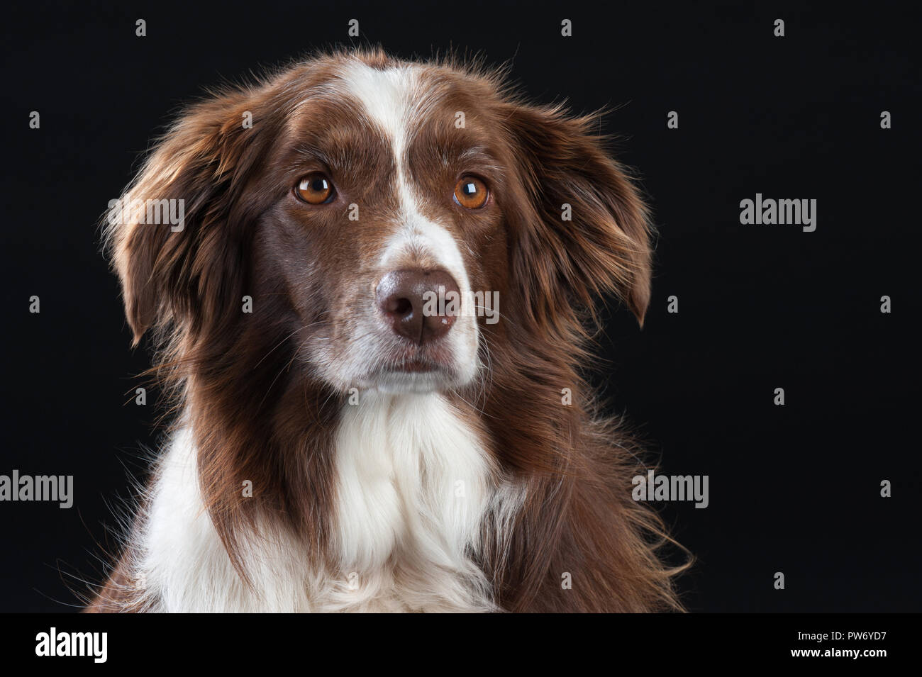 Razza trasversale Studio Ritratto di cane con sfondo nero Foto Stock