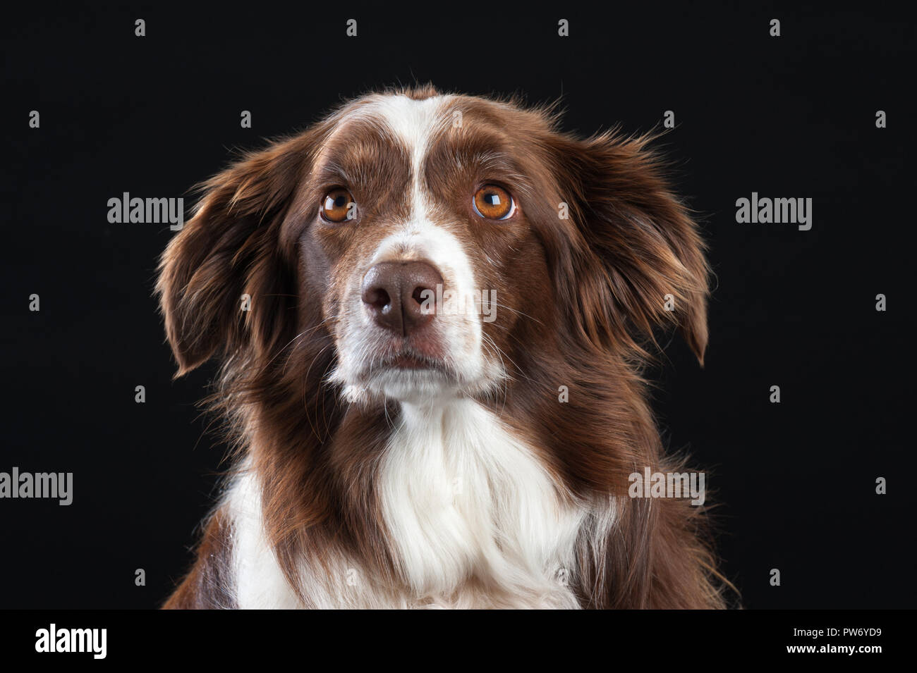 Razza trasversale Studio Ritratto di cane con sfondo nero Foto Stock