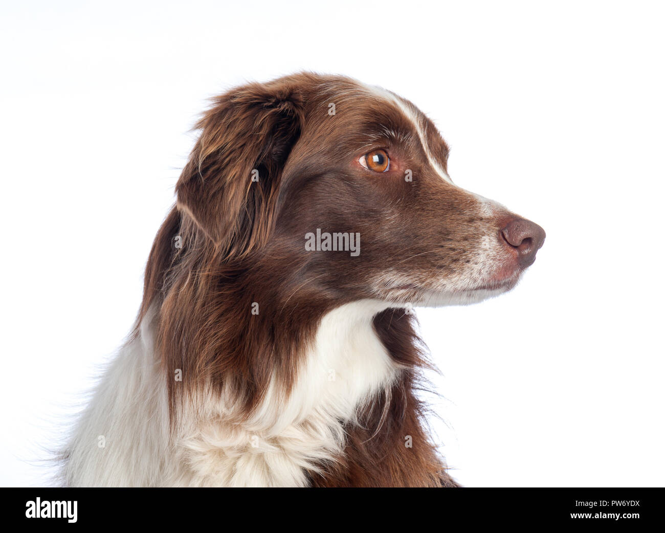 Croce di cane di razza ritratto con il bianco di sfondo per studio Foto Stock