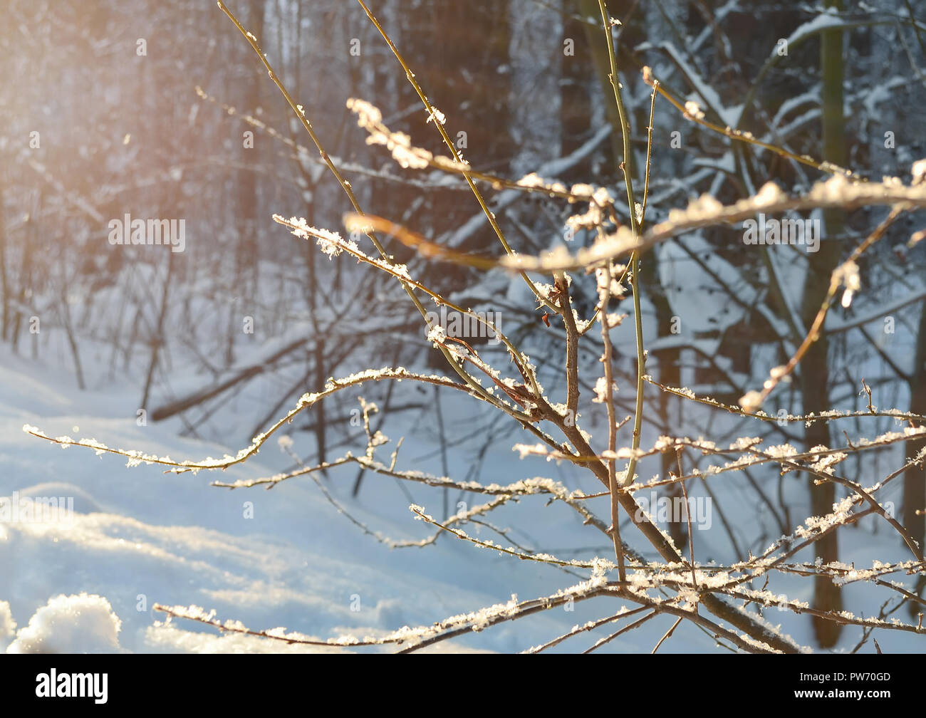 Messa a fuoco morbida dello sfondo della coperta di neve rami contro la foresta d'inverno. Foto Stock