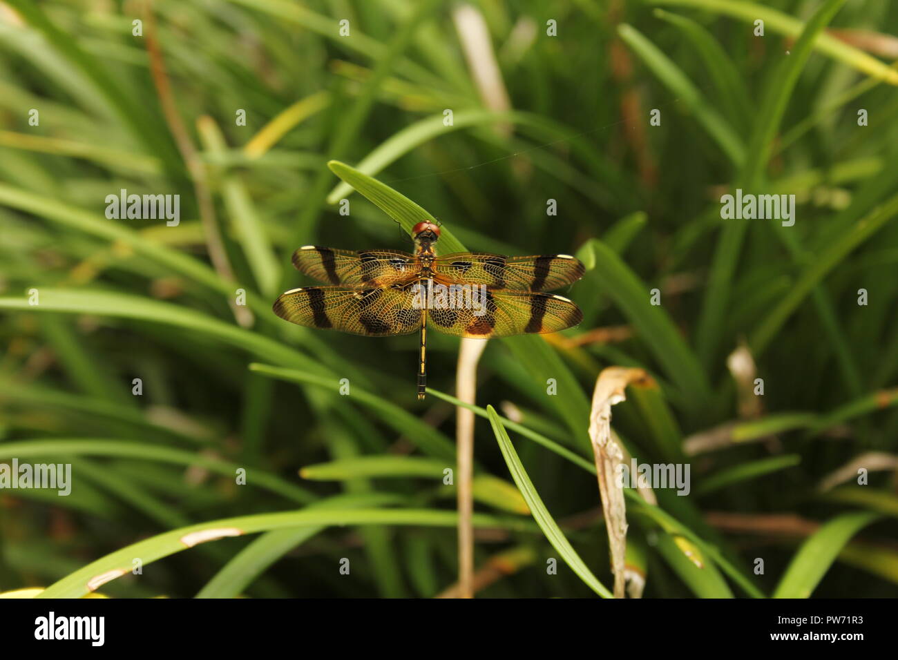 Halloween Penenat dragonfly closeup Foto Stock