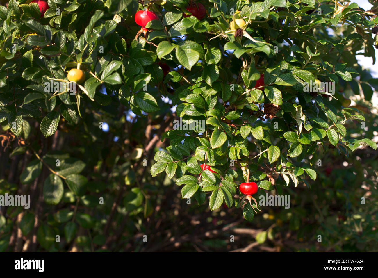 Rosso e giallo hips Foto Stock