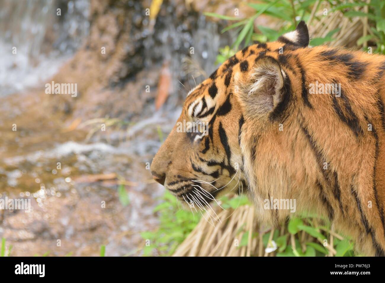 Ritratto di Sumatran Tiger in natura Foto Stock