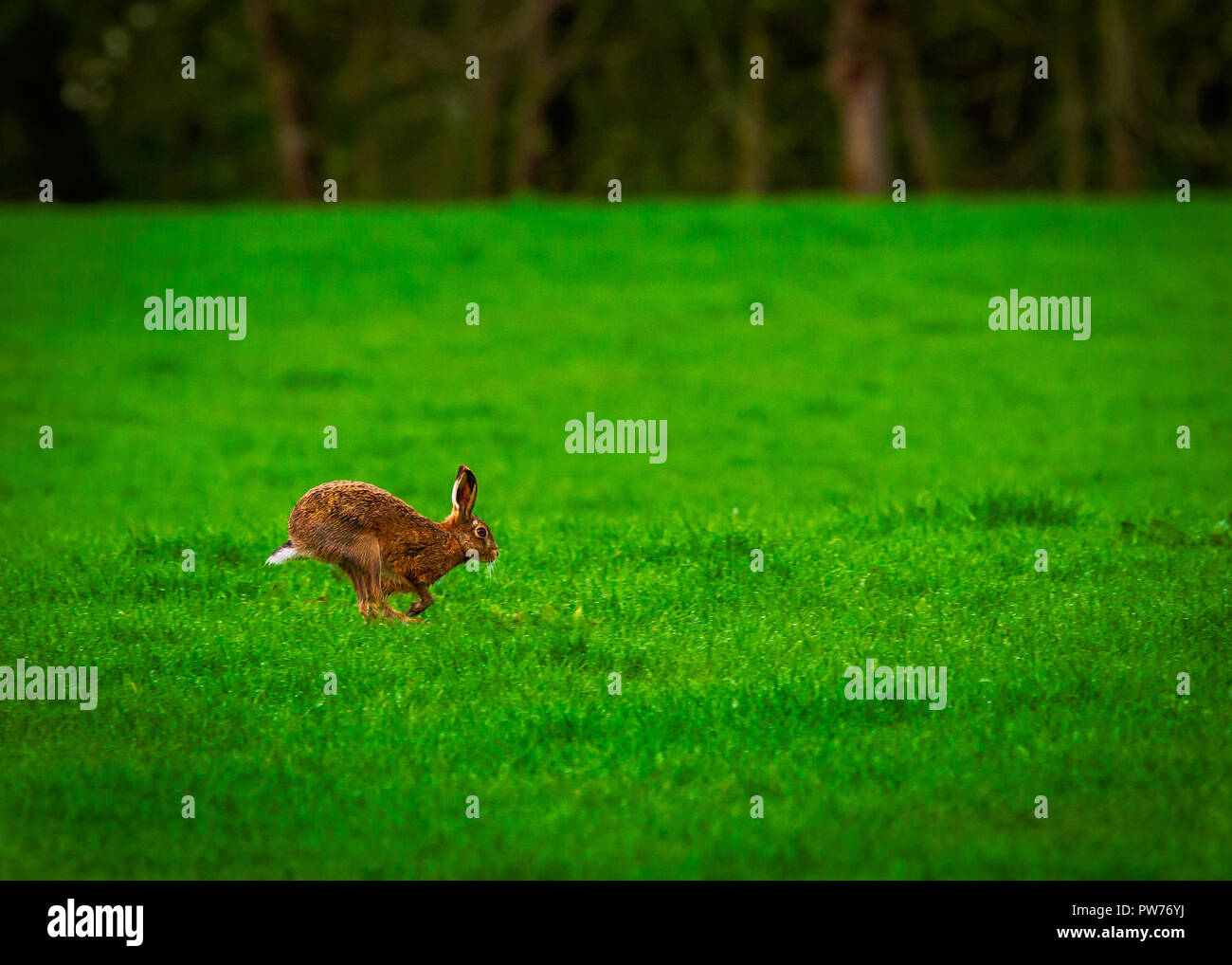 La molla Brown lepre nome scientifico: Lepus europaeus Foto Stock