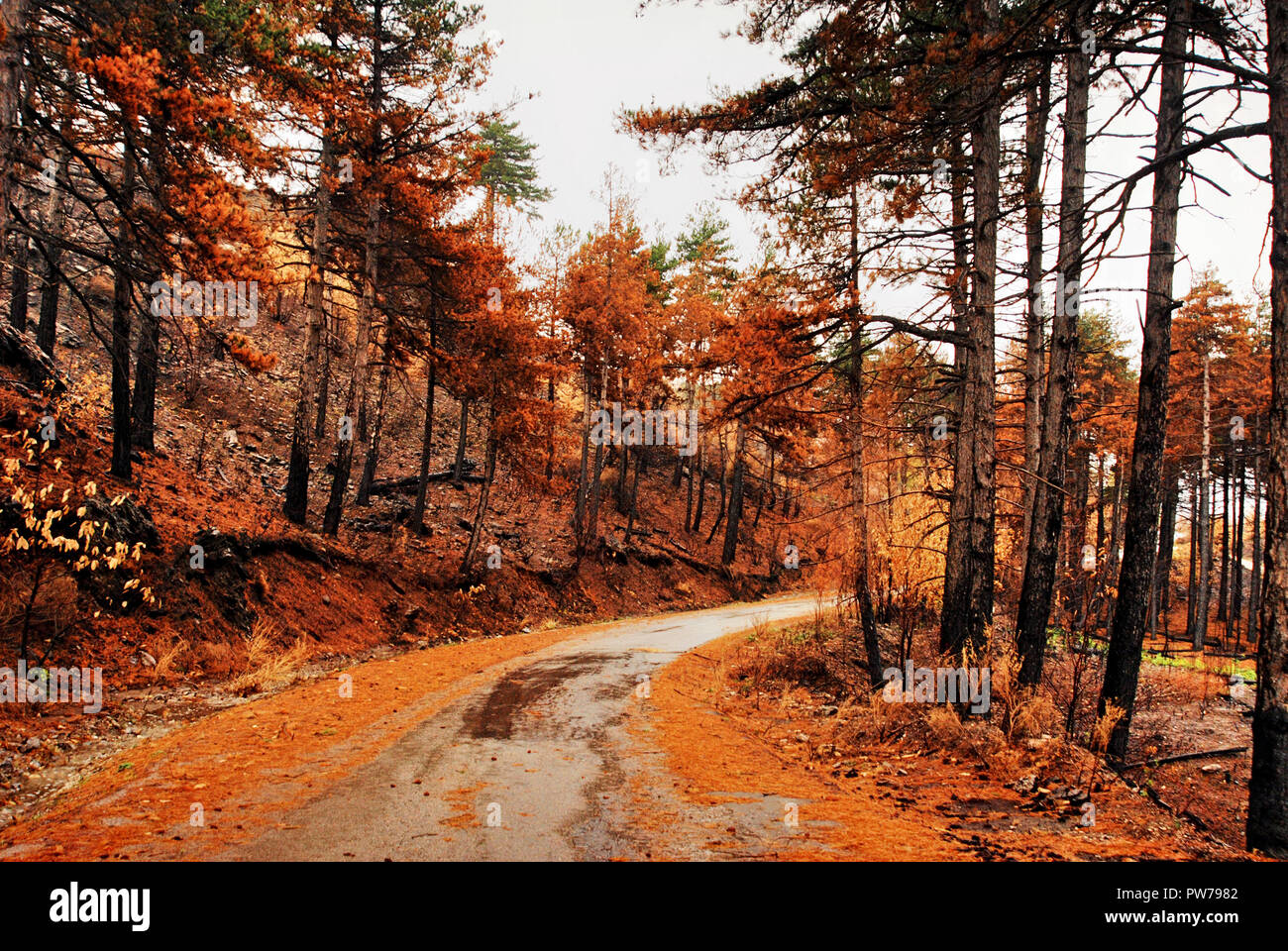 Vista di Burnt Pine Forest durante l'autunno. Foto Stock