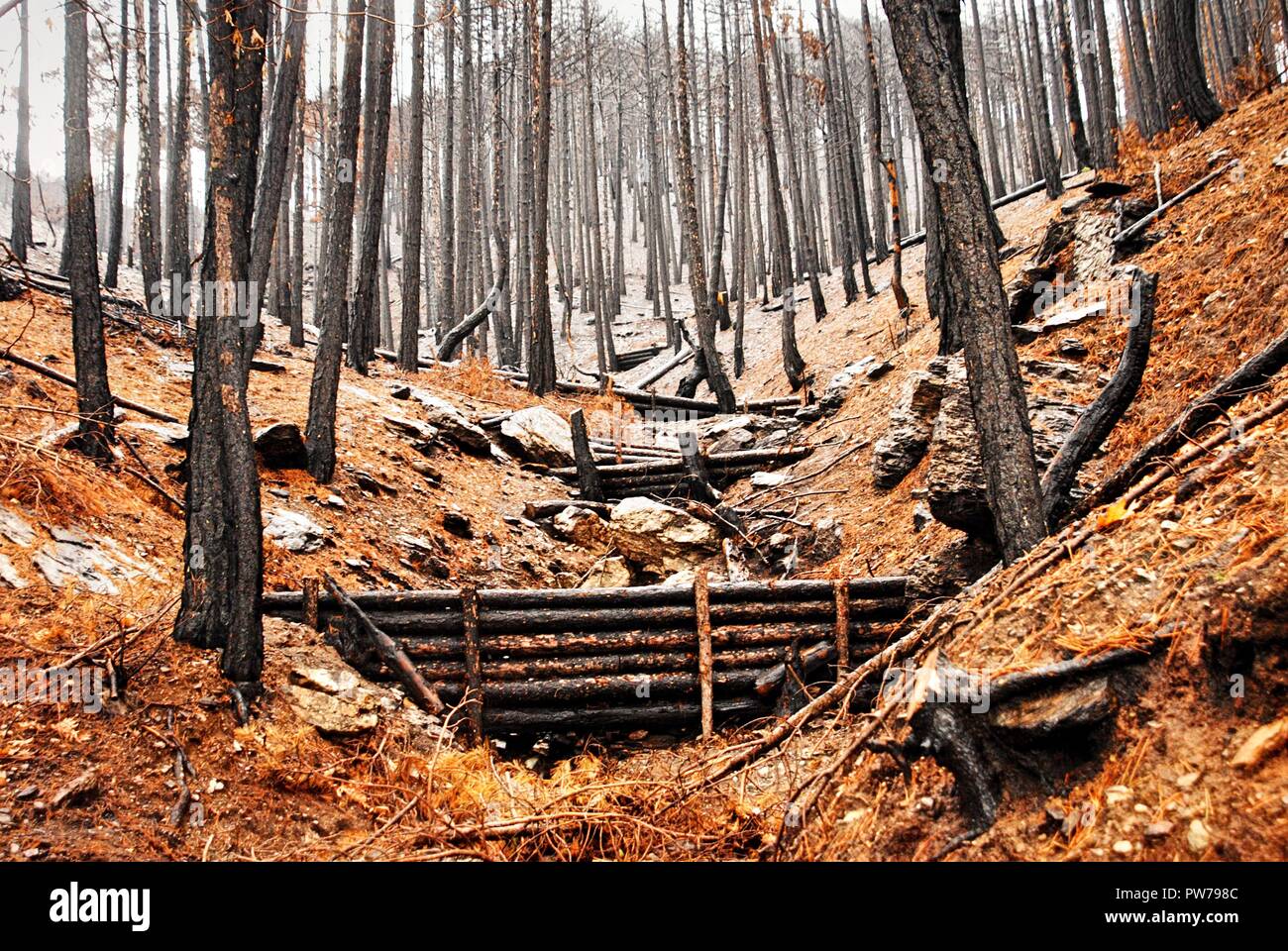 Impurità legnose dighe per proiettori naturale riduzione del rischio. Vista di Burnt Pine Forest durante l'autunno. Foto Stock