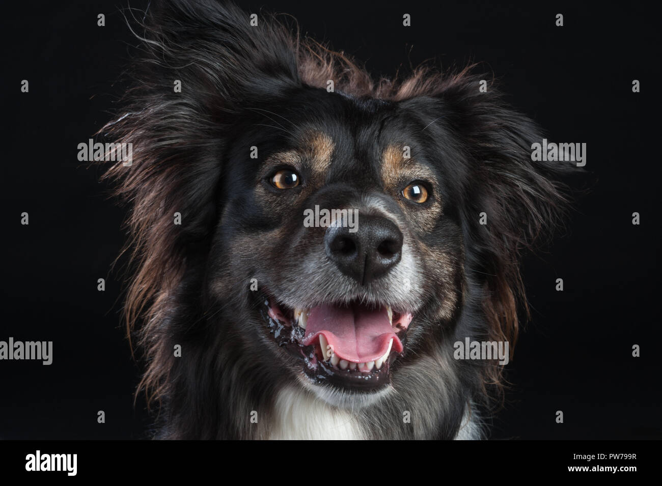 Border Collie cane ritratto in studio su sfondo nero Foto Stock