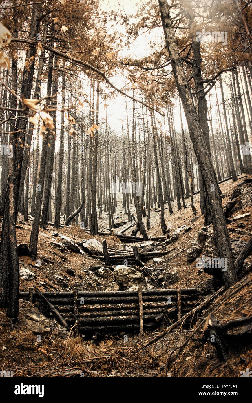 Impurità legnose dighe per proiettori naturale riduzione del rischio. Vista di Burnt Pine Forest durante l'autunno. Foto Stock