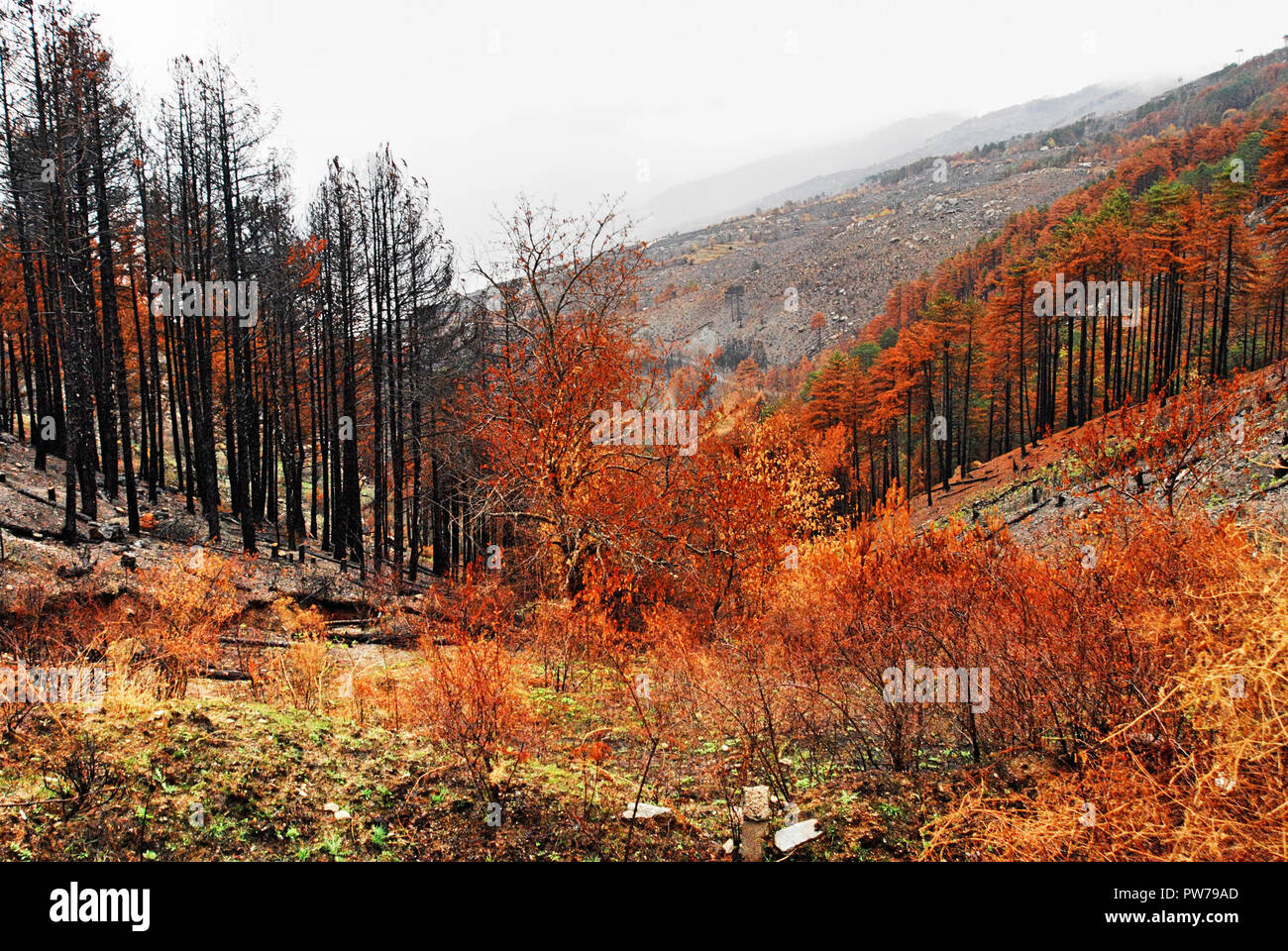 Vista di Burnt Pine Forest durante l'autunno. Foto Stock