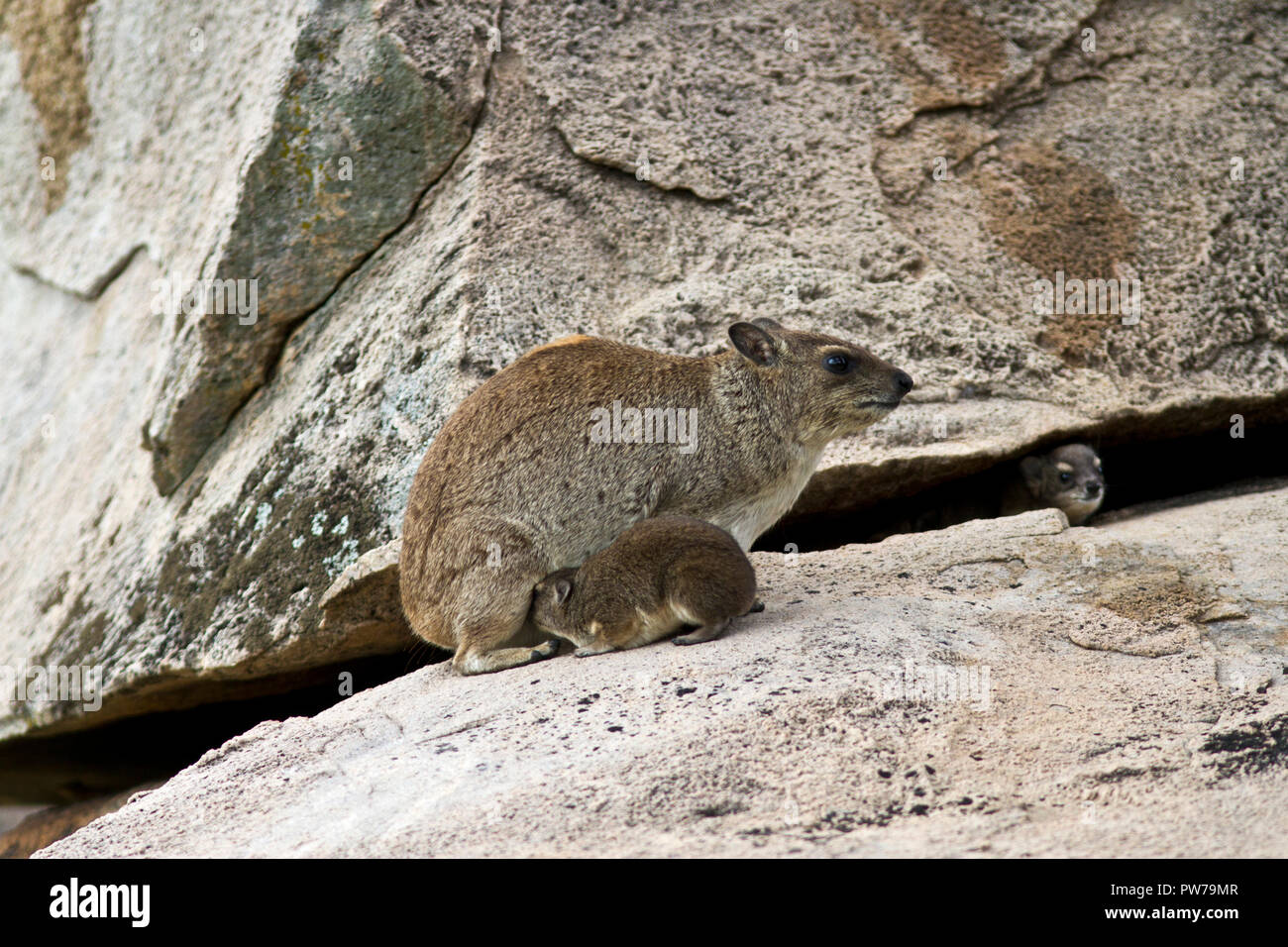 Il Hyrax ha due coppie di ghiandole mammarie e simili e la loro relativa, l'elefante, hanno una coppia di pettorali. Foto Stock