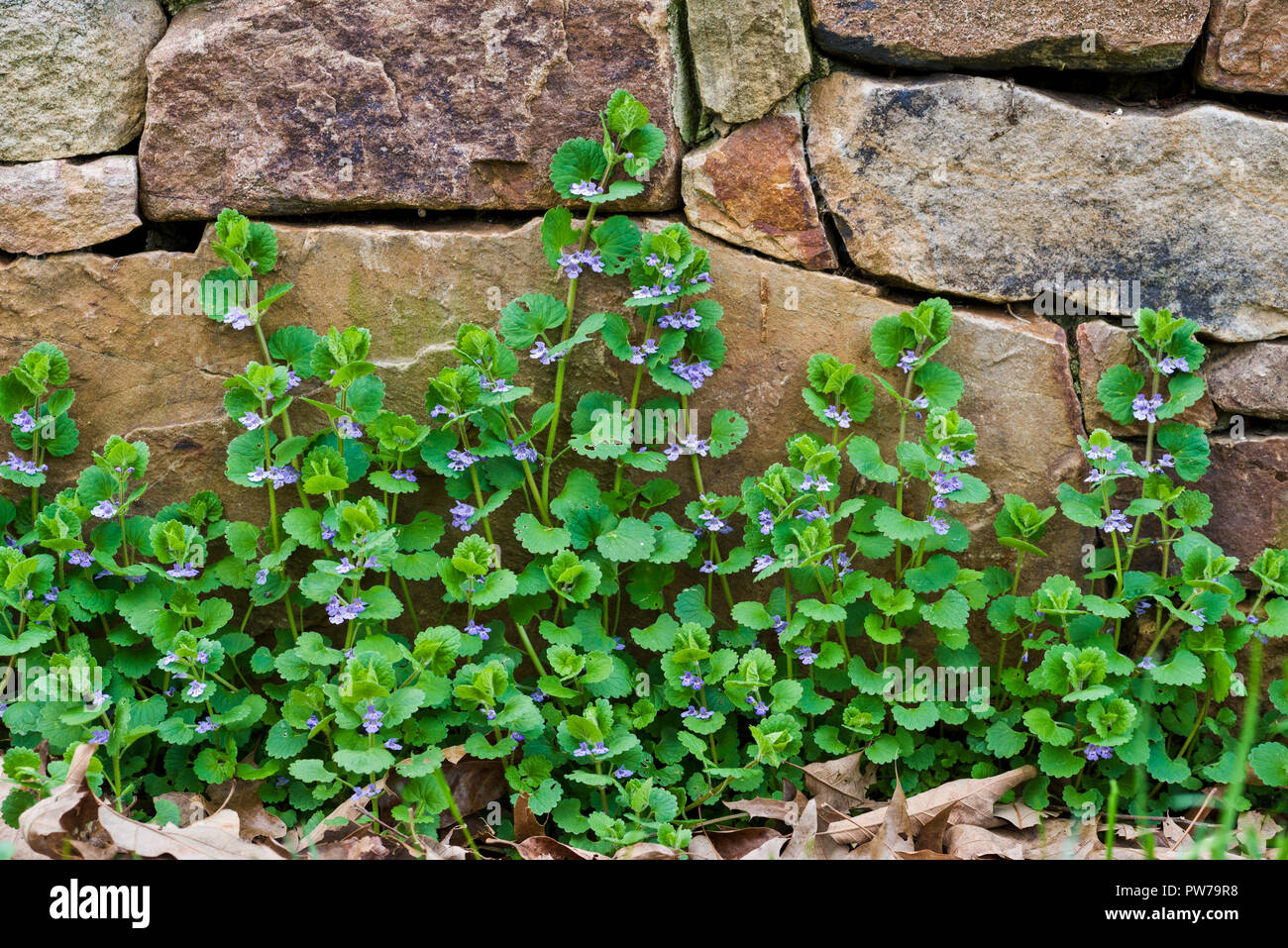 Massa ivy, Gill-over-la-massa, creeping charlie (Glechoma hederacea) crescendo contro un muro di pietra nel nordest della Pennsylvania a metà maggio. Questo pla Foto Stock