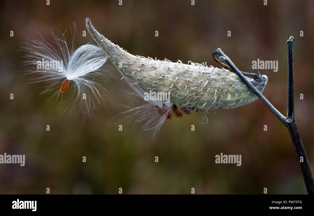 Pod di sementi e le sementi di comune milkweed (Asclepias syriaca) in grandi prati nel Parco Nazionale di Shenandoah verso la fine di ottobre. Le fibre bianche catturano il vento e Foto Stock