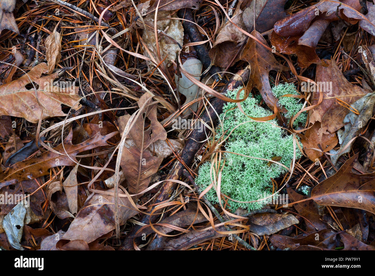 Licheni delle renne (Cladonia rangiferina) tra caduta foglie e erba Morta lascia sul suolo della foresta in Virginia centrale a metà gennaio. Noto anche come rei Foto Stock