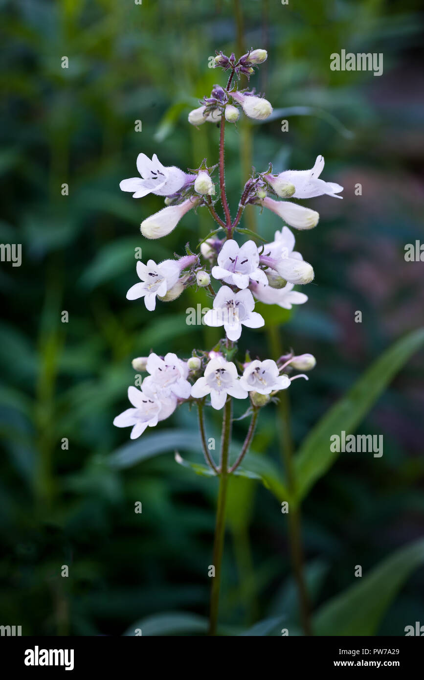 Penstemon liscia o beardtongue (Penstemon digitalis), una prateria fiori selvaggi originaria del Nord America. Foto Stock