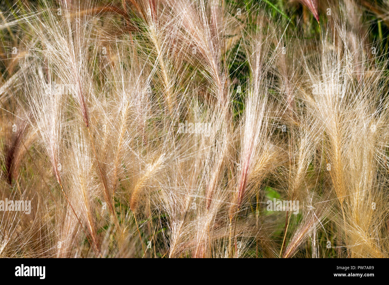 Orzo di coda di volpe Foto Stock