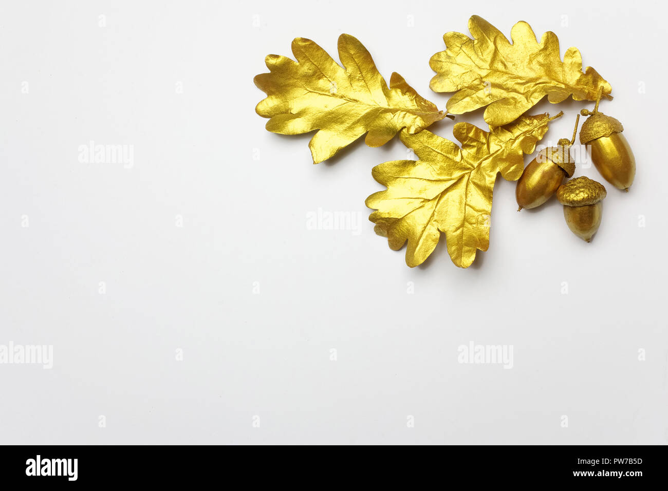Rovere dorato a foglia e acorn su sfondo grigio chiaro Foto Stock