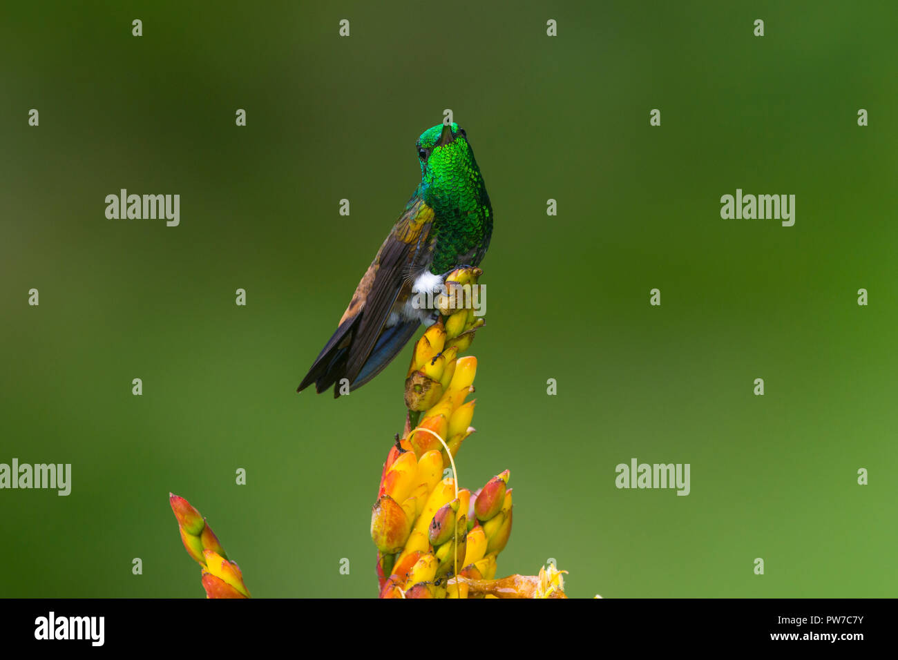 Rame-rumped Hummingbird (Amazilia tobaci). Trinidad Foto Stock