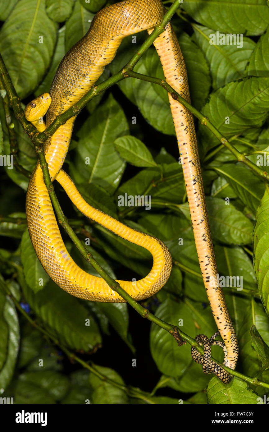 Cooke della struttura di boa (Corallus cookii, Corallus hortulanus cooki), bassa nella tettoia, direttamente nel cielo di notte. Trinidad Foto Stock