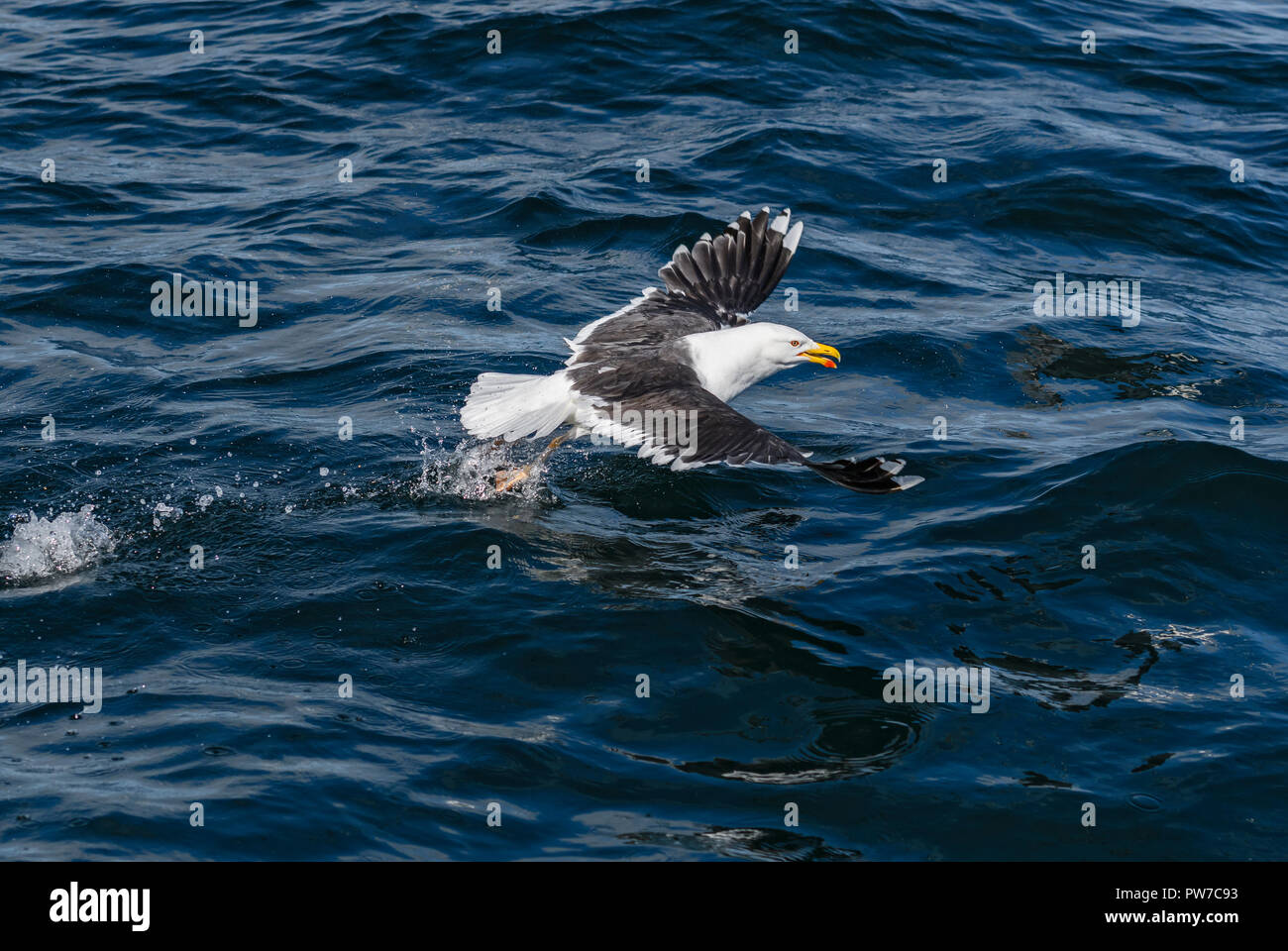 Grande nero-backed Gull - Larus marinus, grande gabbiano dal nord dell'Oceano Atlantico. Foto Stock
