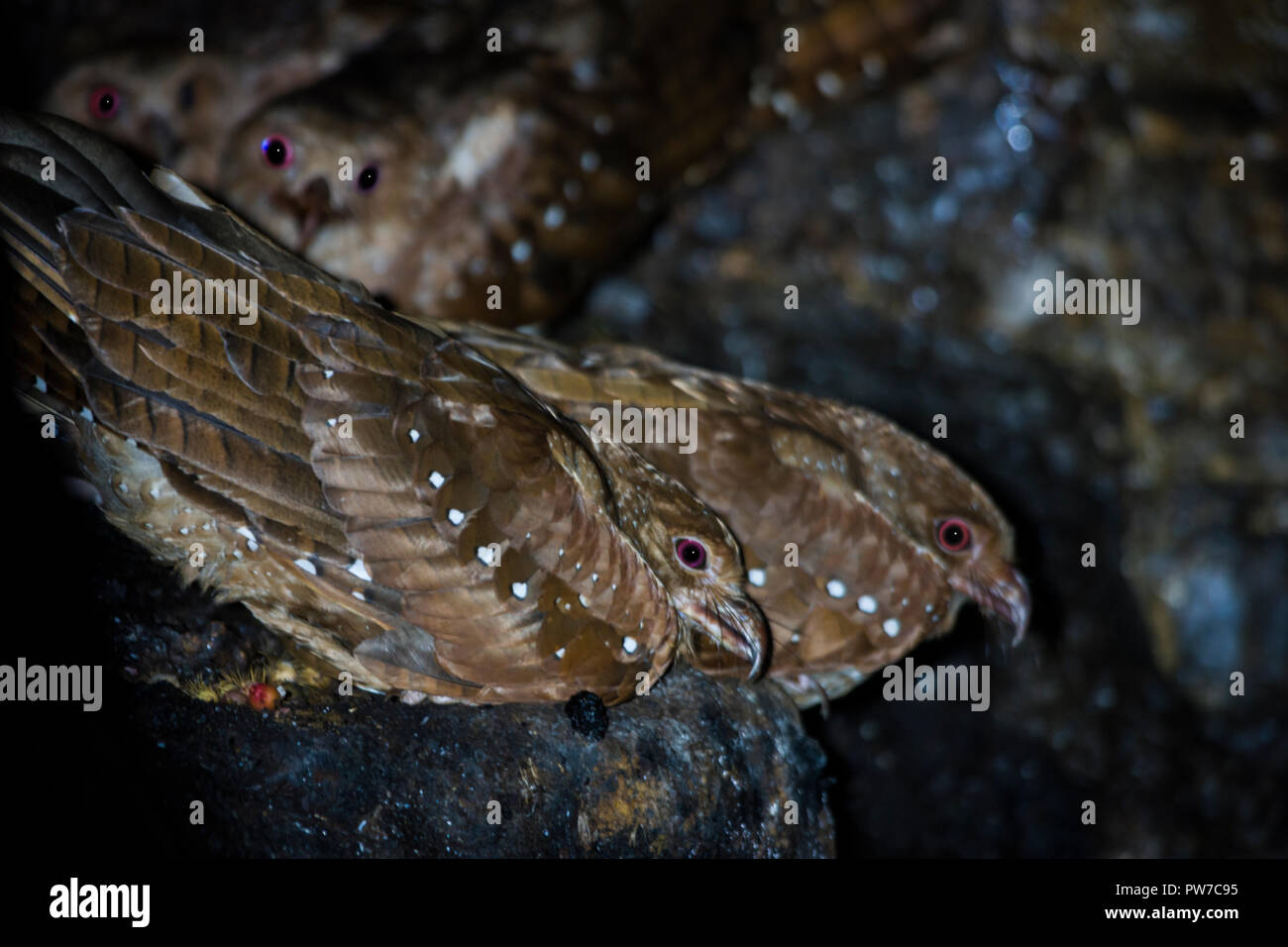 Oilbirds (Steatornis caripensis) posatoio e nidificano nelle grotte di Trinidad. Foto Stock