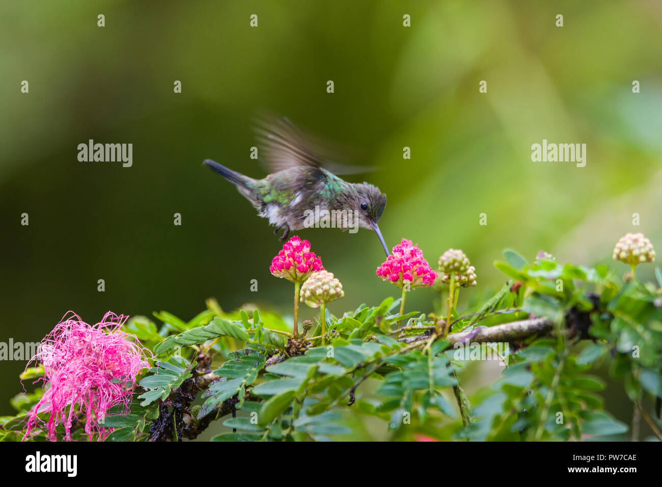 Tufted Coquette femmina (Lophornis ornatus) alimentazione sui fiori, in volo. Trinidad. Foto Stock