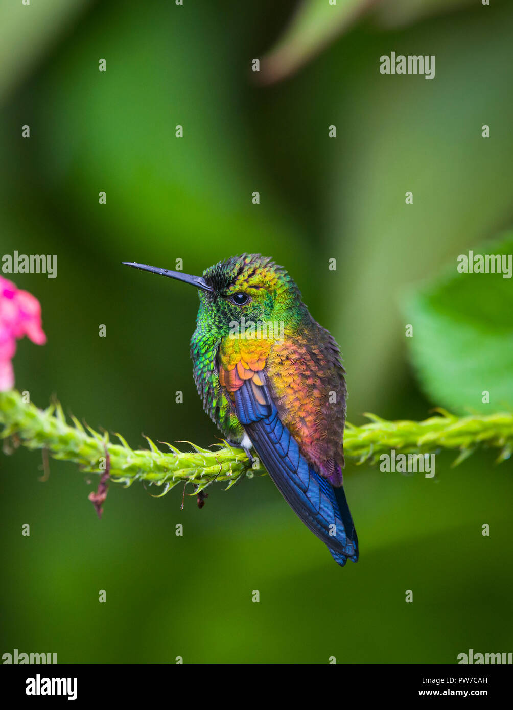 Rame-rumped Hummingbird (Saucerottia tobaci) arroccato, Trinidad. Foto Stock