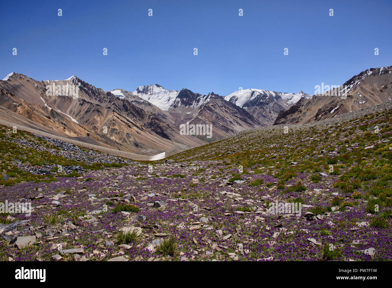 Campo di fiori selvatici in Valle Khafrazdara, Tajik National Park, al Tagikistan Foto Stock