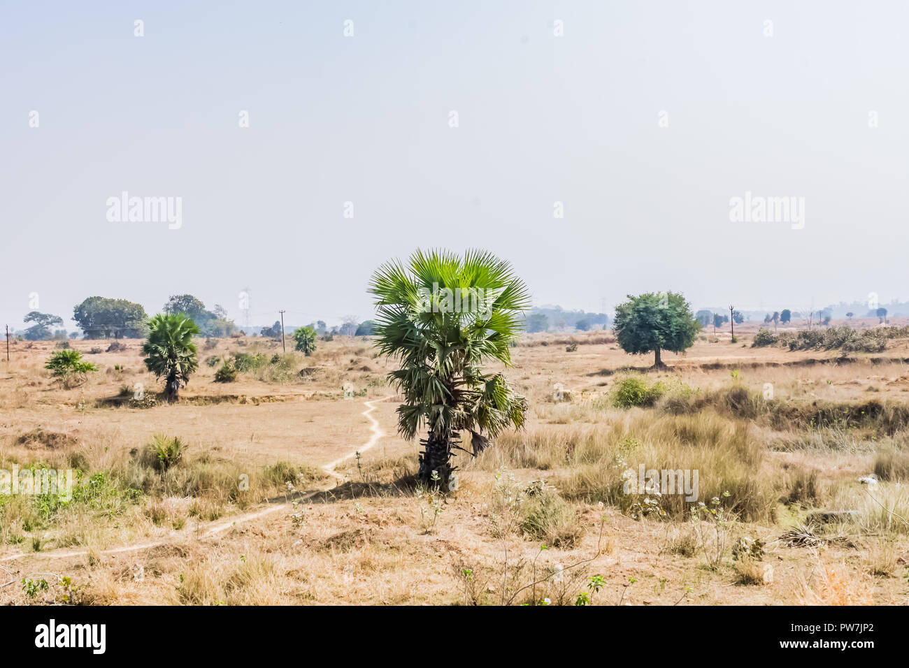 vista ravvicinata di una piccola palma in un villaggio rurale allevamento di risaie. Foto Stock vista ravvicinata di una piccola palma in un villaggio rurale allevamento di risaie. Foto Stock
