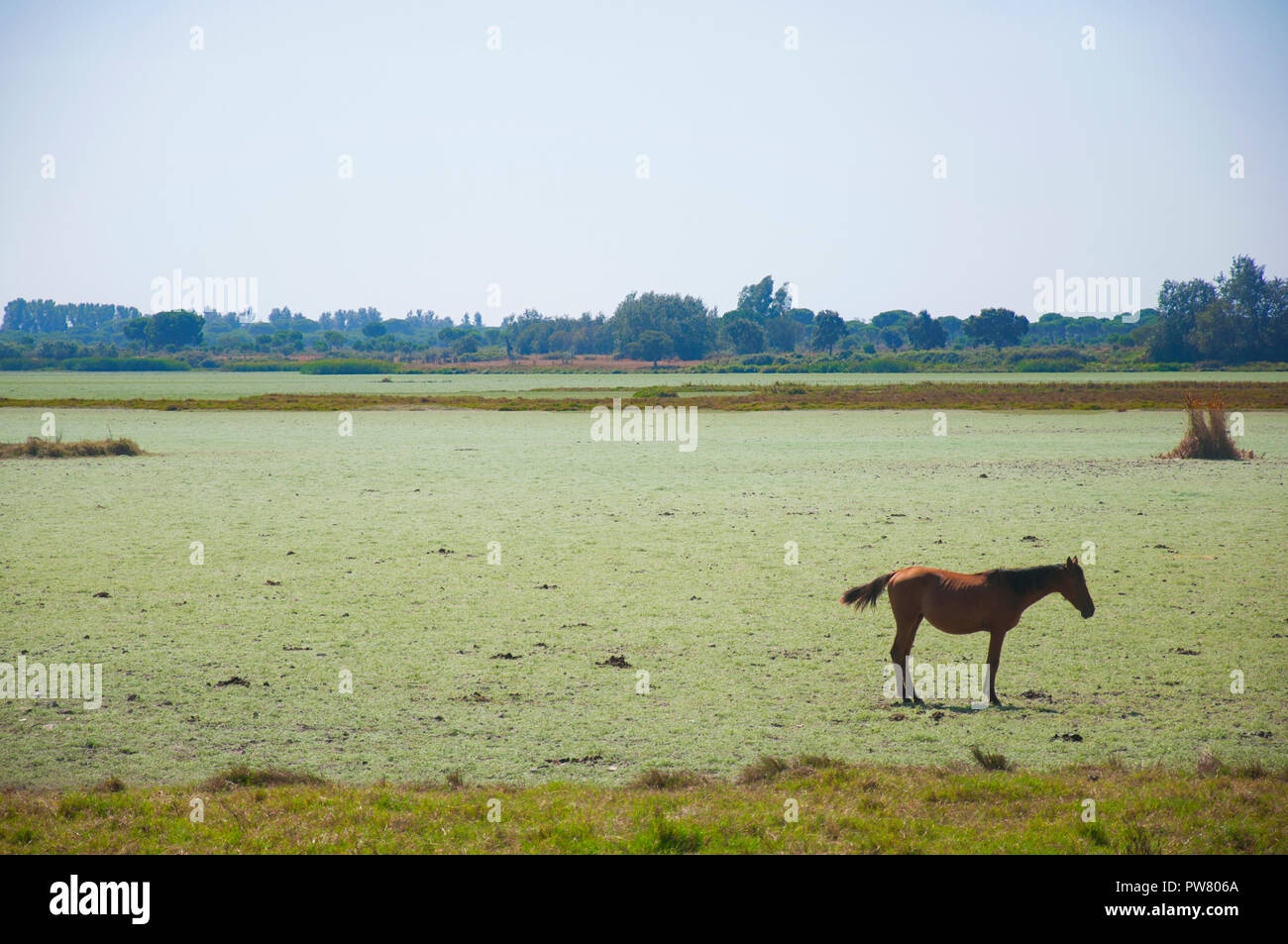 Bay cavallo da solo nel campo, estate Foto Stock