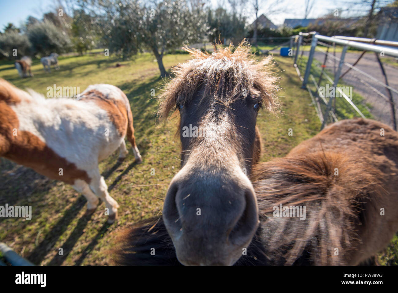 Tre cavalli in miniatura con uno prendendo il suo naso vicino alla fotocamera in cantina Rowlee vicino a Orange nel Nuovo Galles del Sud, Australia Foto Stock