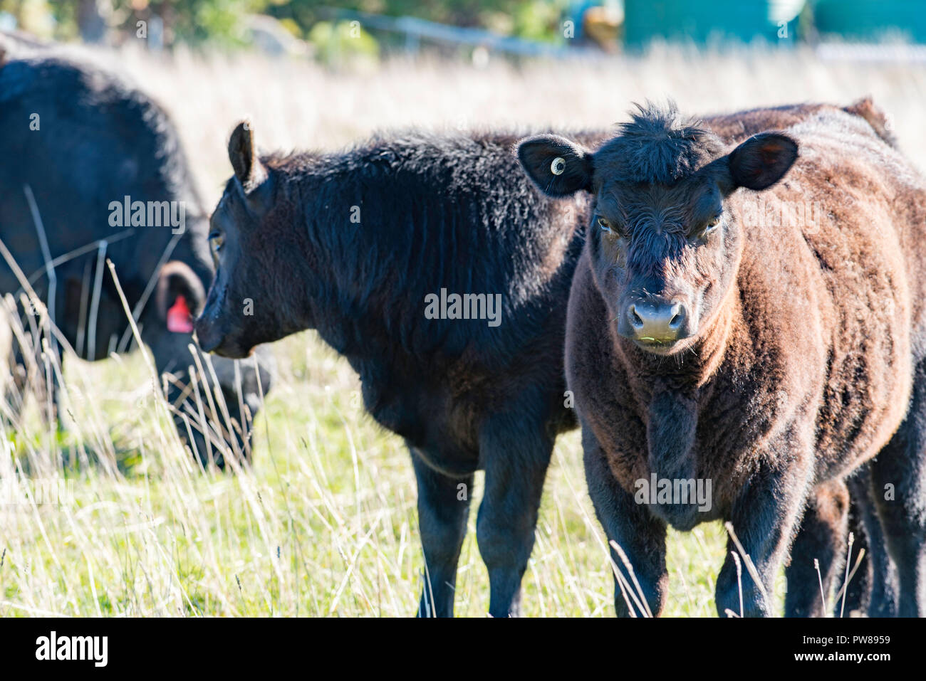 Aberdeen Angus mucche in un paddock a cantina Rowlee vicino a Orange Nuovo Galles del Sud, Australia Foto Stock