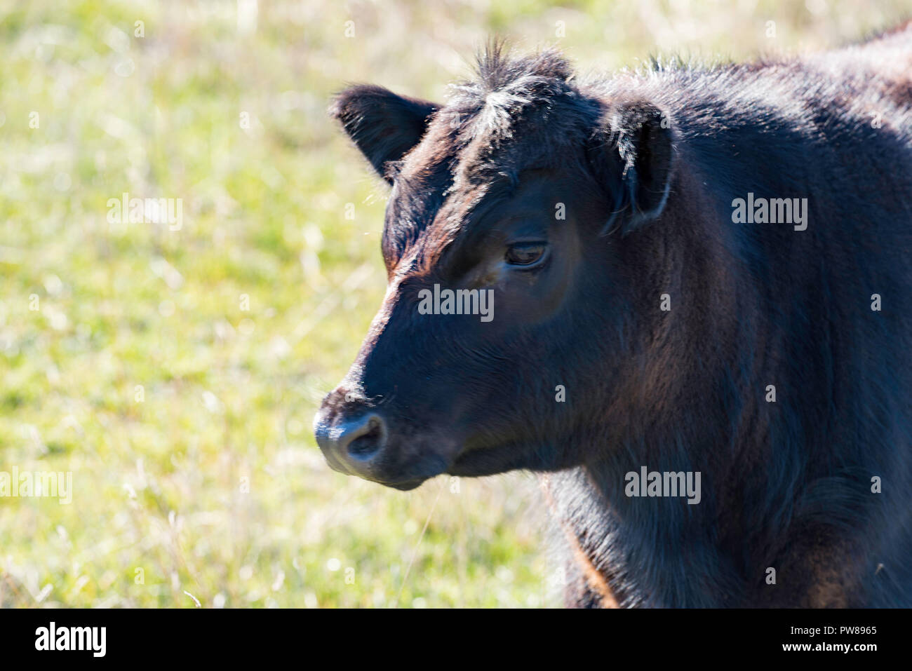 Un Aberdeen Angus mucca in un paddock a cantina Rowlee vicino a Orange Nuovo Galles del Sud, Australia Foto Stock