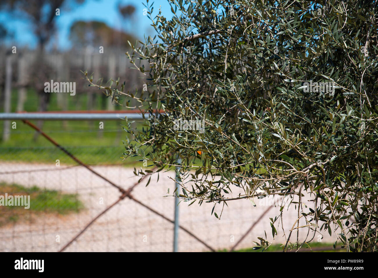 Uno degli alberi di ulivo (Olea europaea) nel piccolo uliveto a Rowlee vini presso Nashdale vicino a Orange in Western New South Wales, Australia Foto Stock