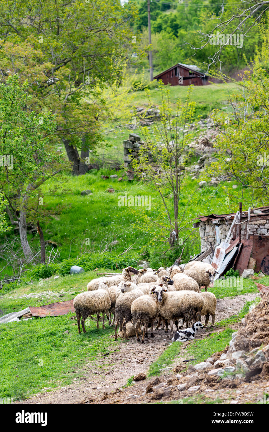 Gregge di pecore riuniti in un cantiere vicino al piccolo rifugio in Bulgaria. Verde primavera paesaggio verticale con il fuoco selettivo Foto Stock